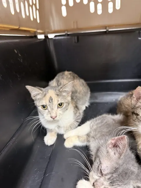 Adoptable Cat
