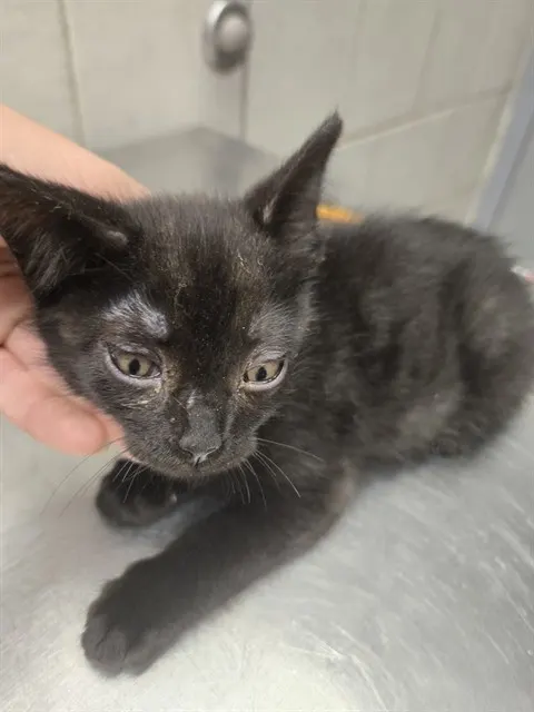 Adoptable Cat