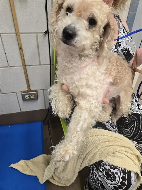 Adoptable Dog