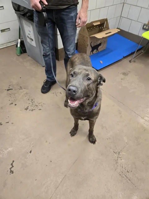 Adoptable Dog