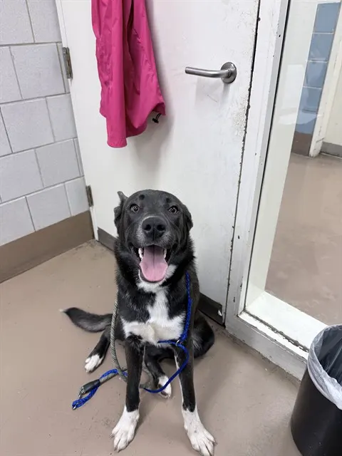 Adoptable Dog
