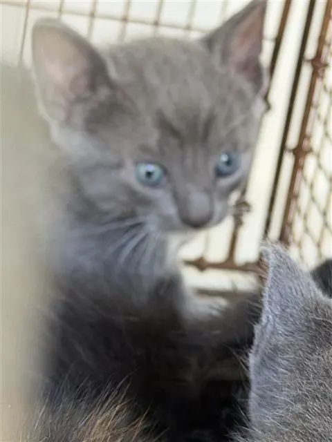 Adoptable Cat