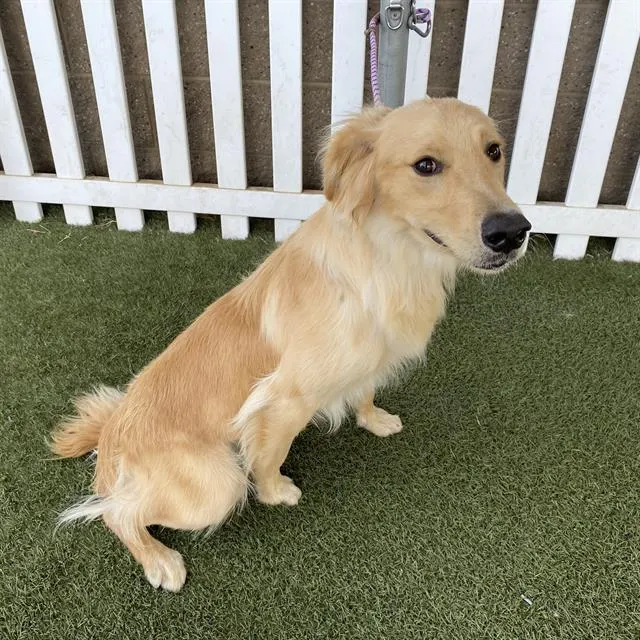Adoptable Dog