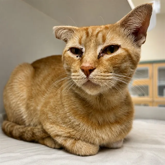 Garfield