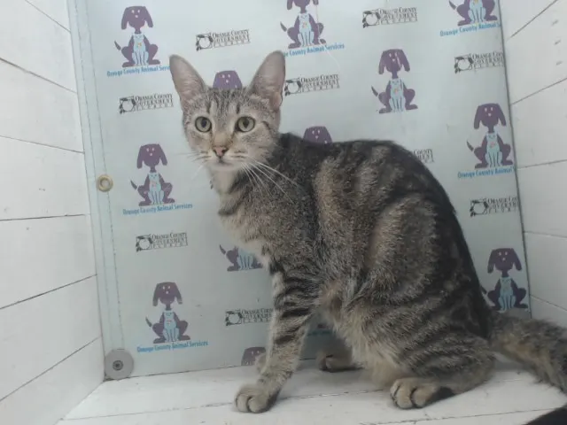 Miss Kitty