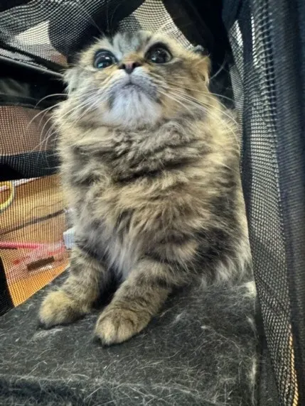 Gita