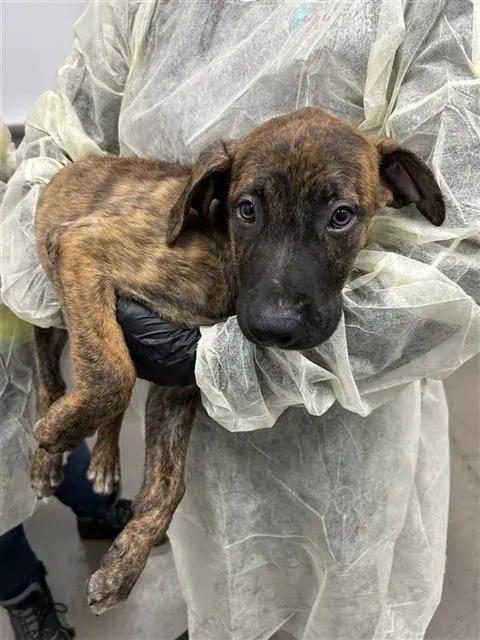 Adoptable Dog