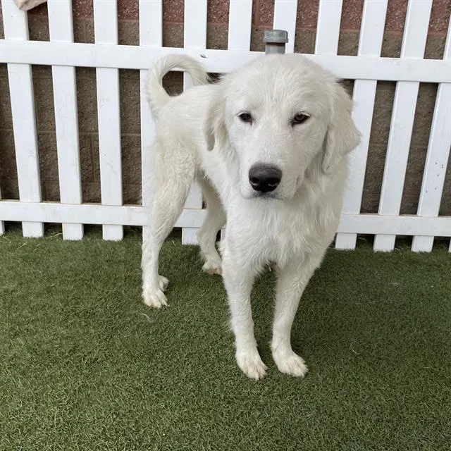 Adoptable Dog
