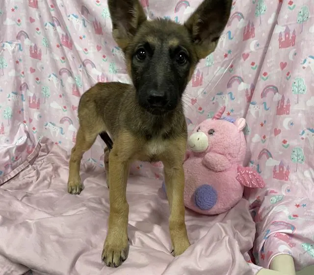 Adoptable Dog