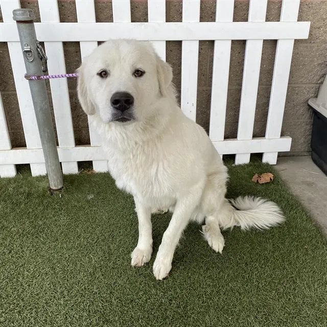 Adoptable Dog