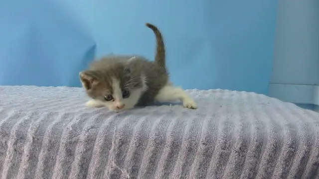 Sugar