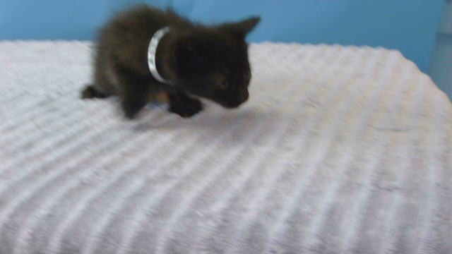 Pepper