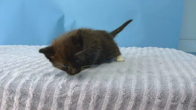 Oreo