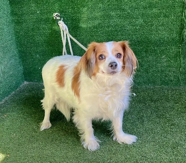 Adoptable Dog