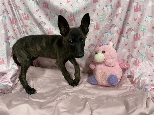 Adoptable Dog