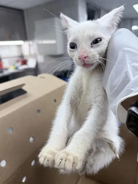 Adoptable Cat