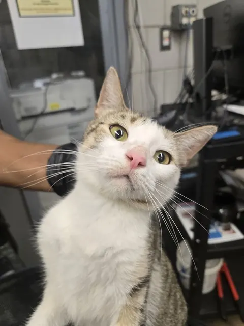 Adoptable Cat