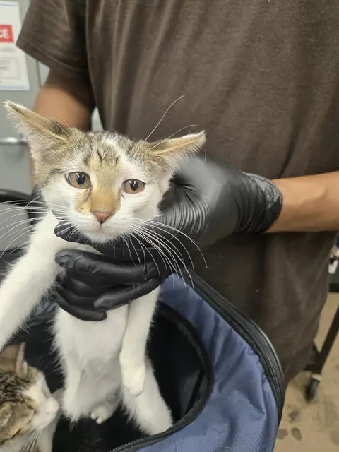 Adoptable Cat