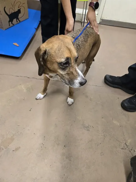 Adoptable Dog