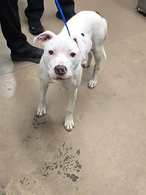 Adoptable Dog