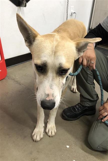 Adoptable Dog