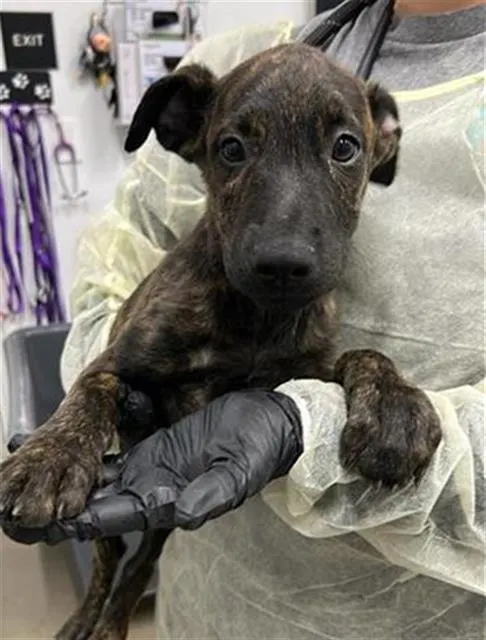 Adoptable Dog