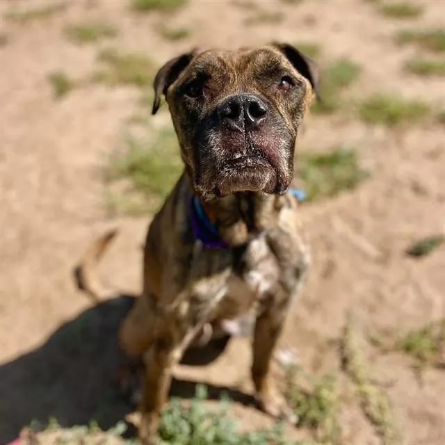 Koda