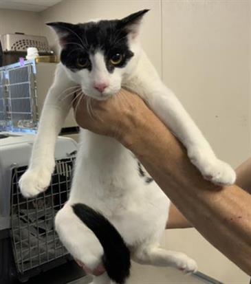 Adoptable Cat