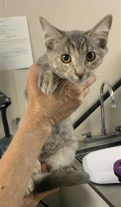 Adoptable Cat