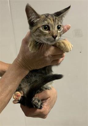 Adoptable Cat