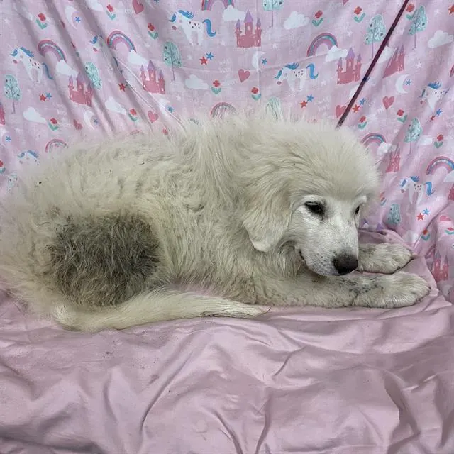 Adoptable Dog