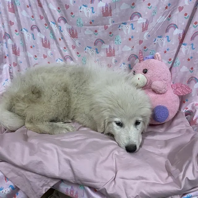 Adoptable Dog