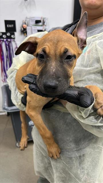 Adoptable Dog