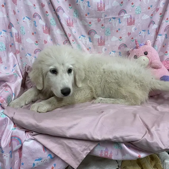 Adoptable Dog