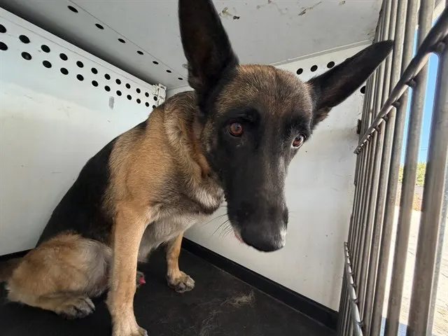 Adoptable Dog