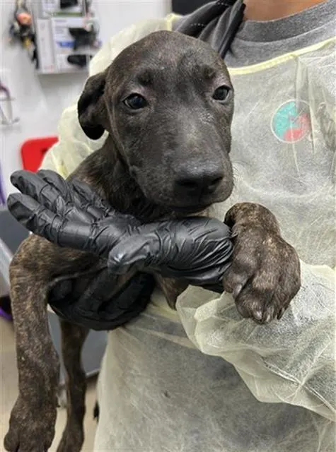Adoptable Dog