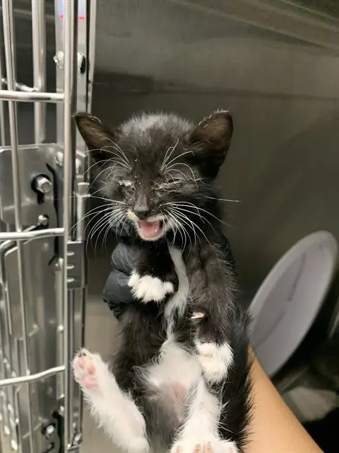 Adoptable Cat