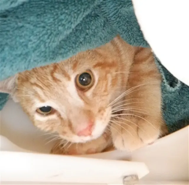 Adoptable Cat