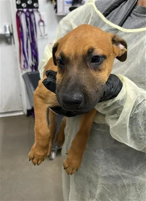Adoptable Dog