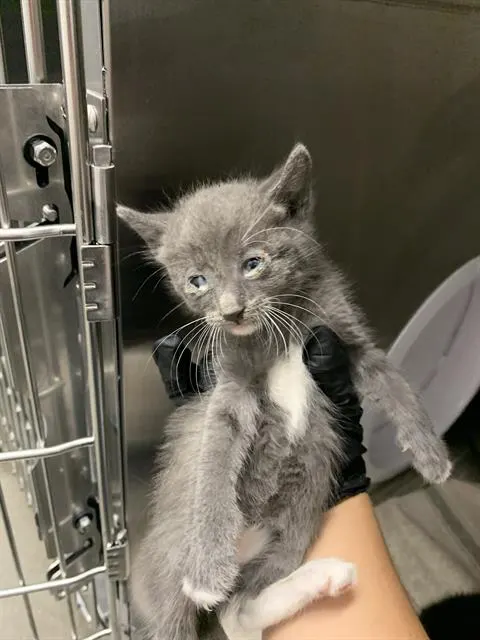 Adoptable Cat
