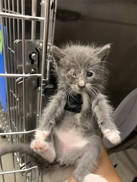 Adoptable Cat