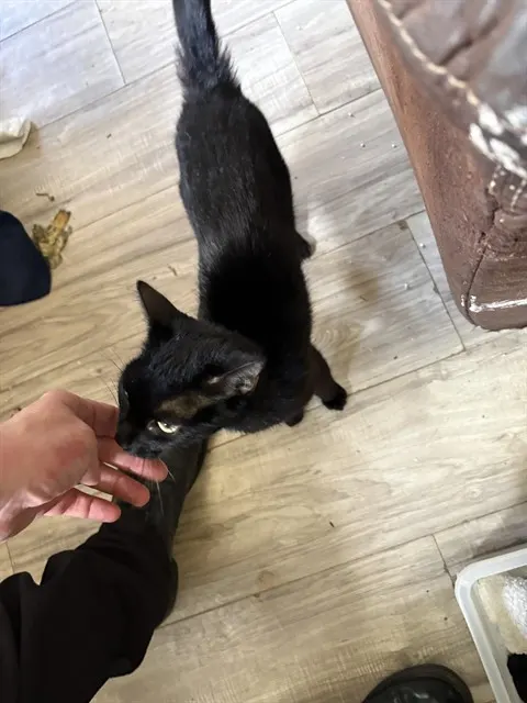Mama Cat
