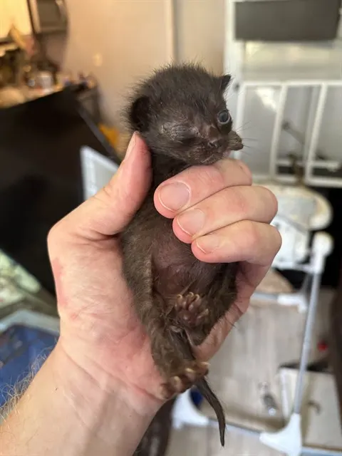 Kitten 1