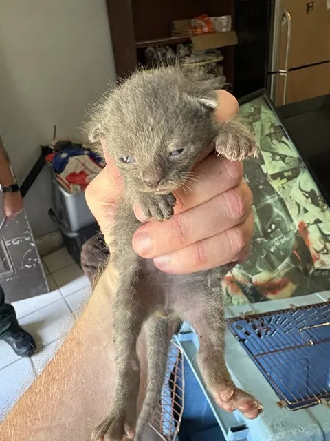 Kitten 2