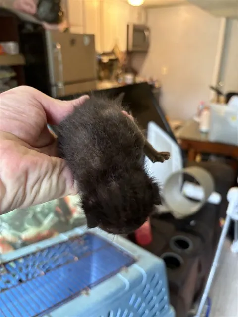 Kitten 3
