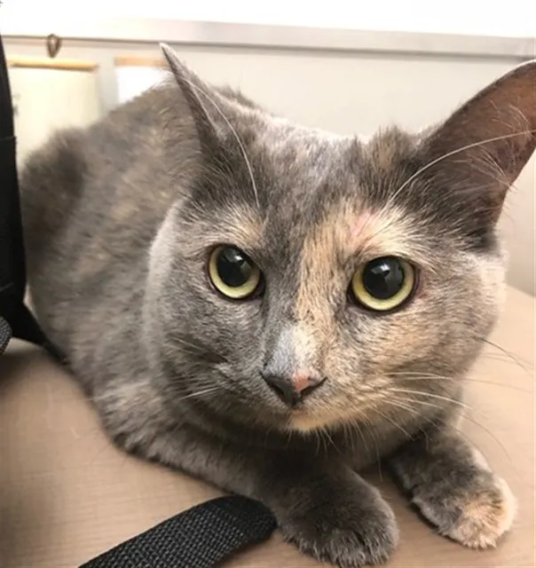 Minette