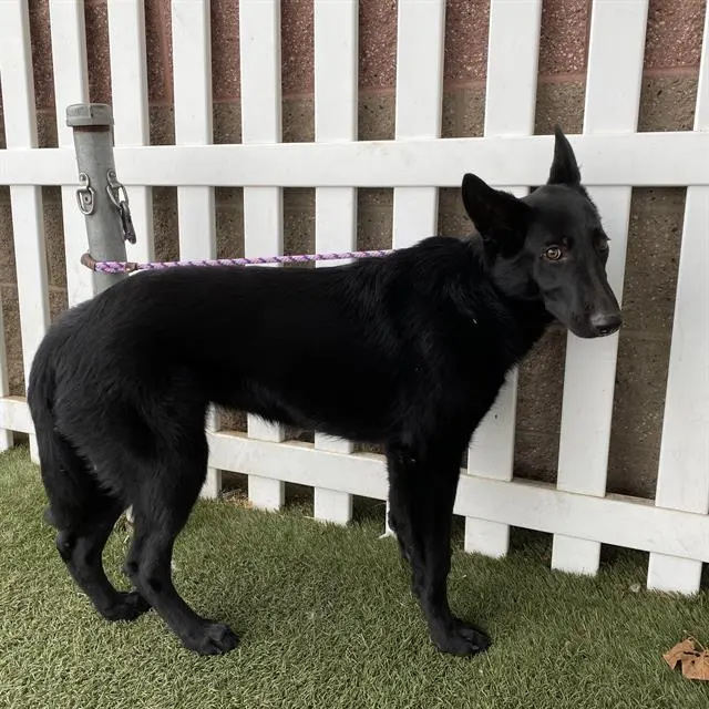 Adoptable Dog