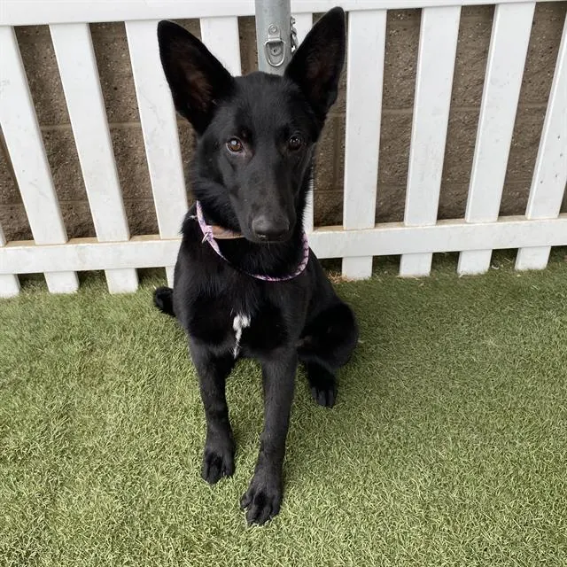 Adoptable Dog