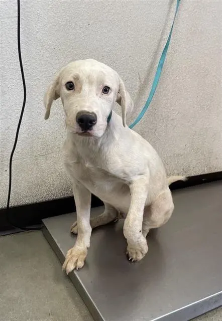 Adoptable Dog
