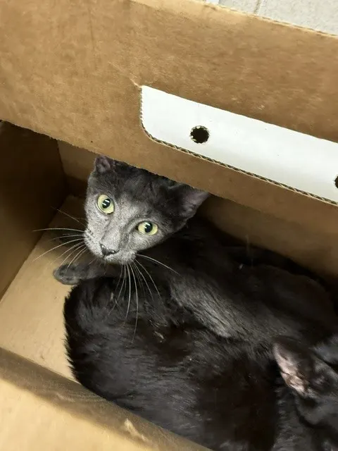Sammy